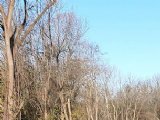 Bearcreek Estates photograph 7